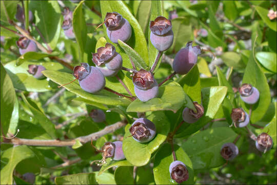 Image of Myrtus communis subsp. communis