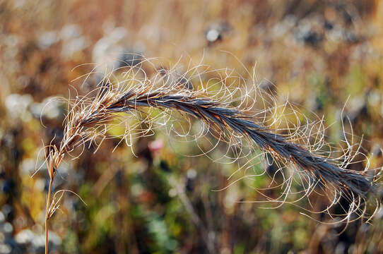 Imagem de Elymus canadensis L.