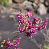 صورة Salvia canariensis L.