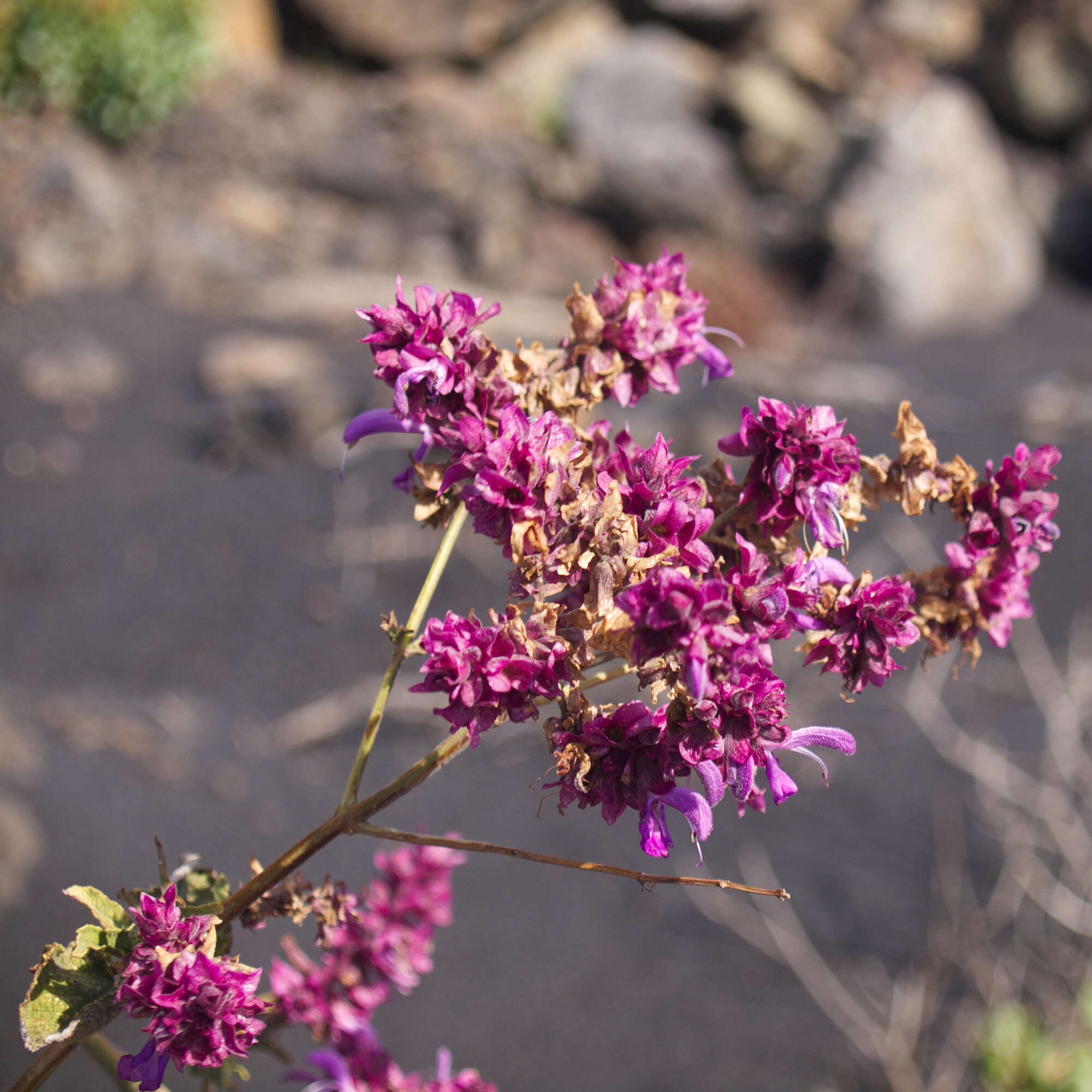 صورة Salvia canariensis L.