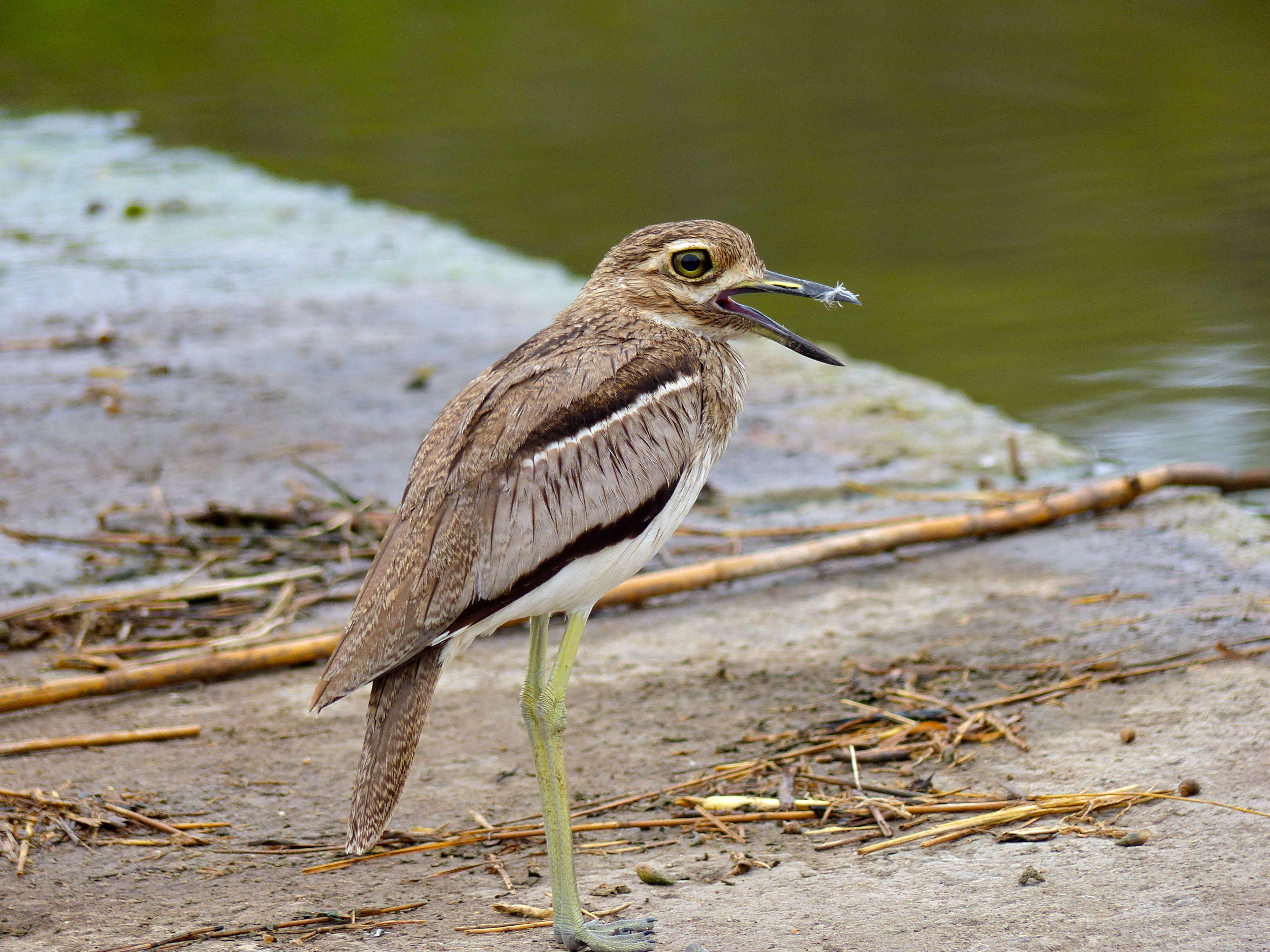 Image of Water Dikkop