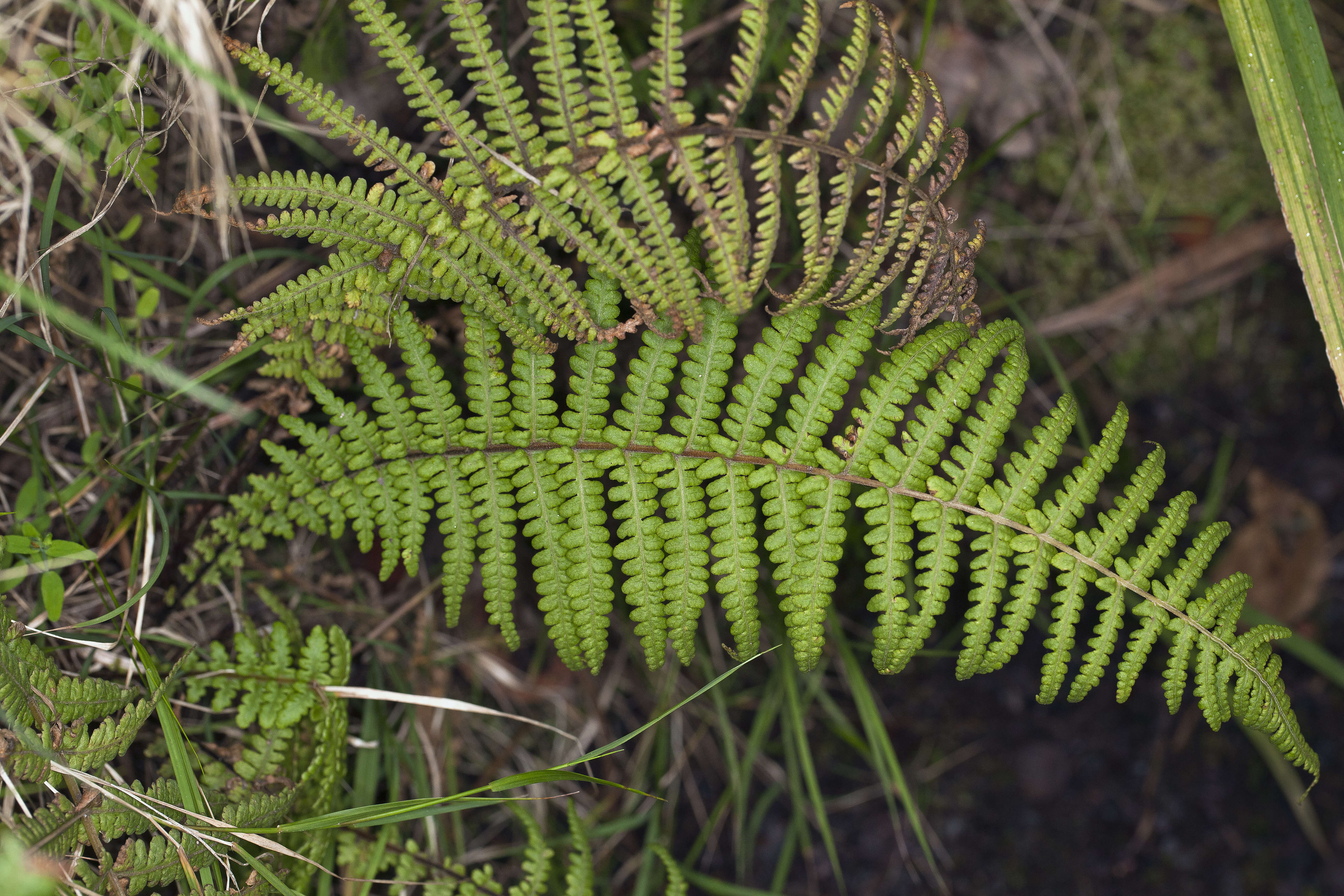 Image of Globular Hawaii Little-Shield Fern