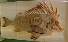 Image of southern pigfish