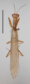 Image of Galepsus (Onychogalepsus) focki Werner 1923