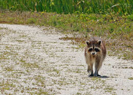 Image of raccoons