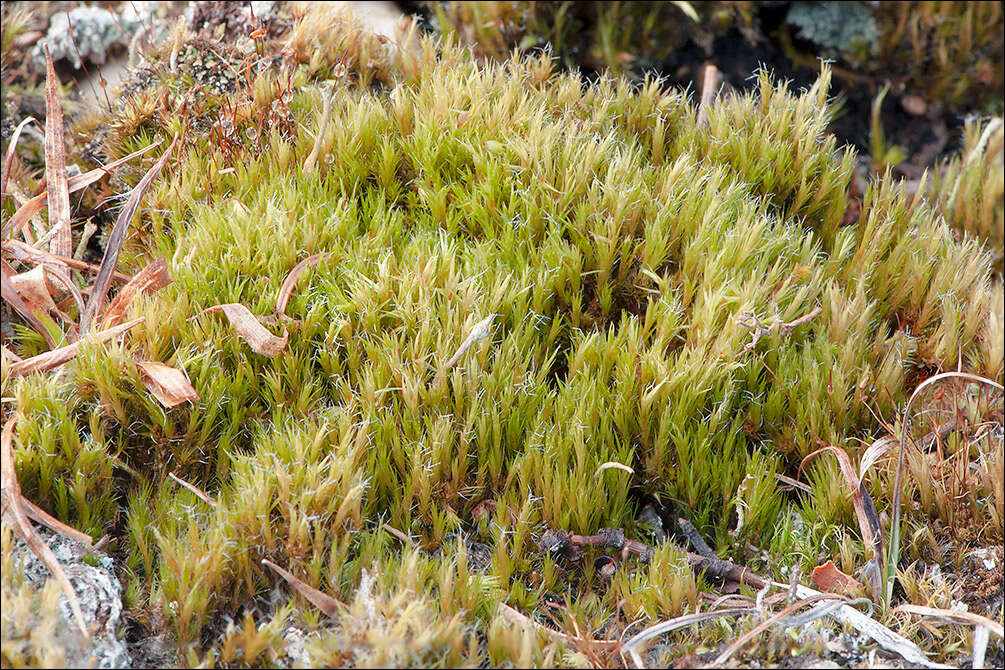 Image of campylopus moss