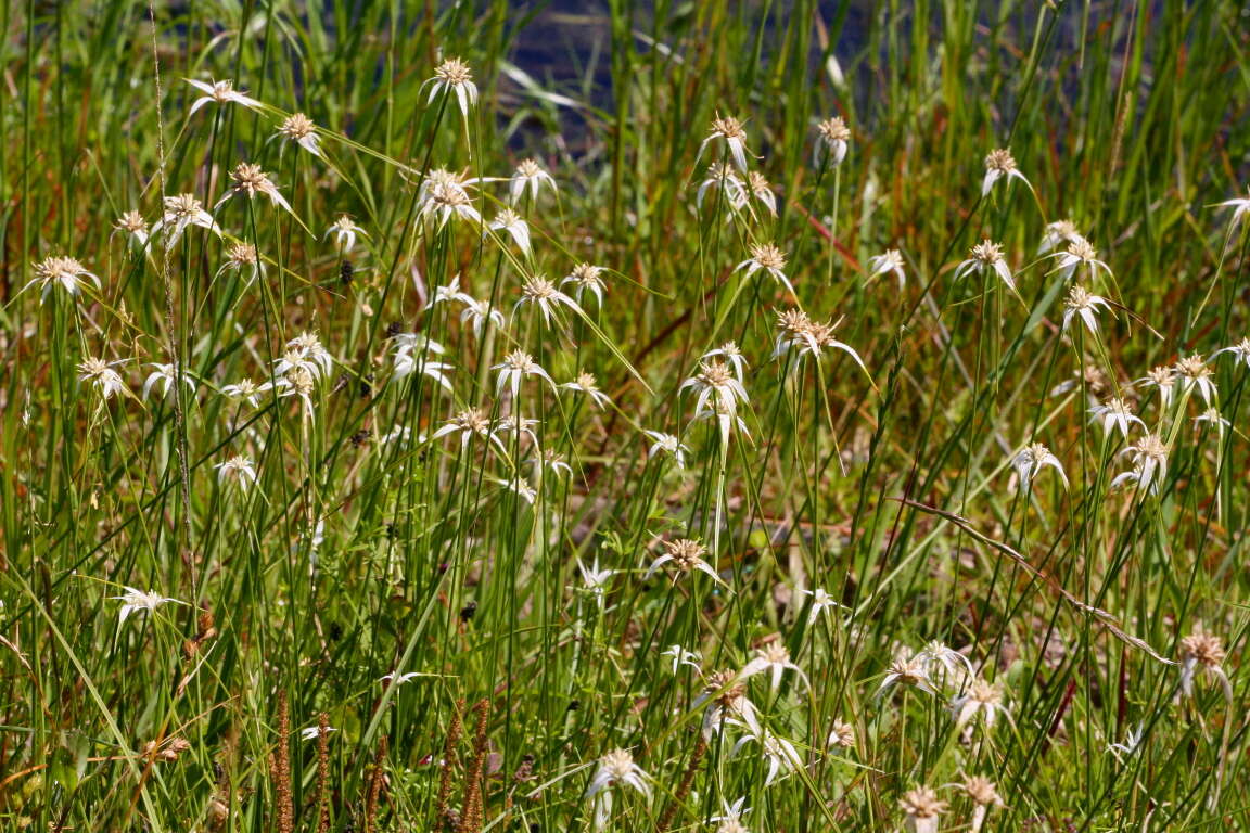 Image of starrush whitetop