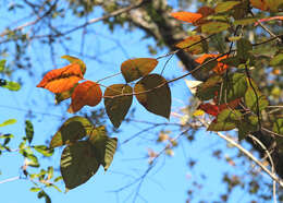 Image of eastern poison ivy