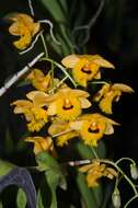 Imagem de Dendrobium fimbriatum Hook.