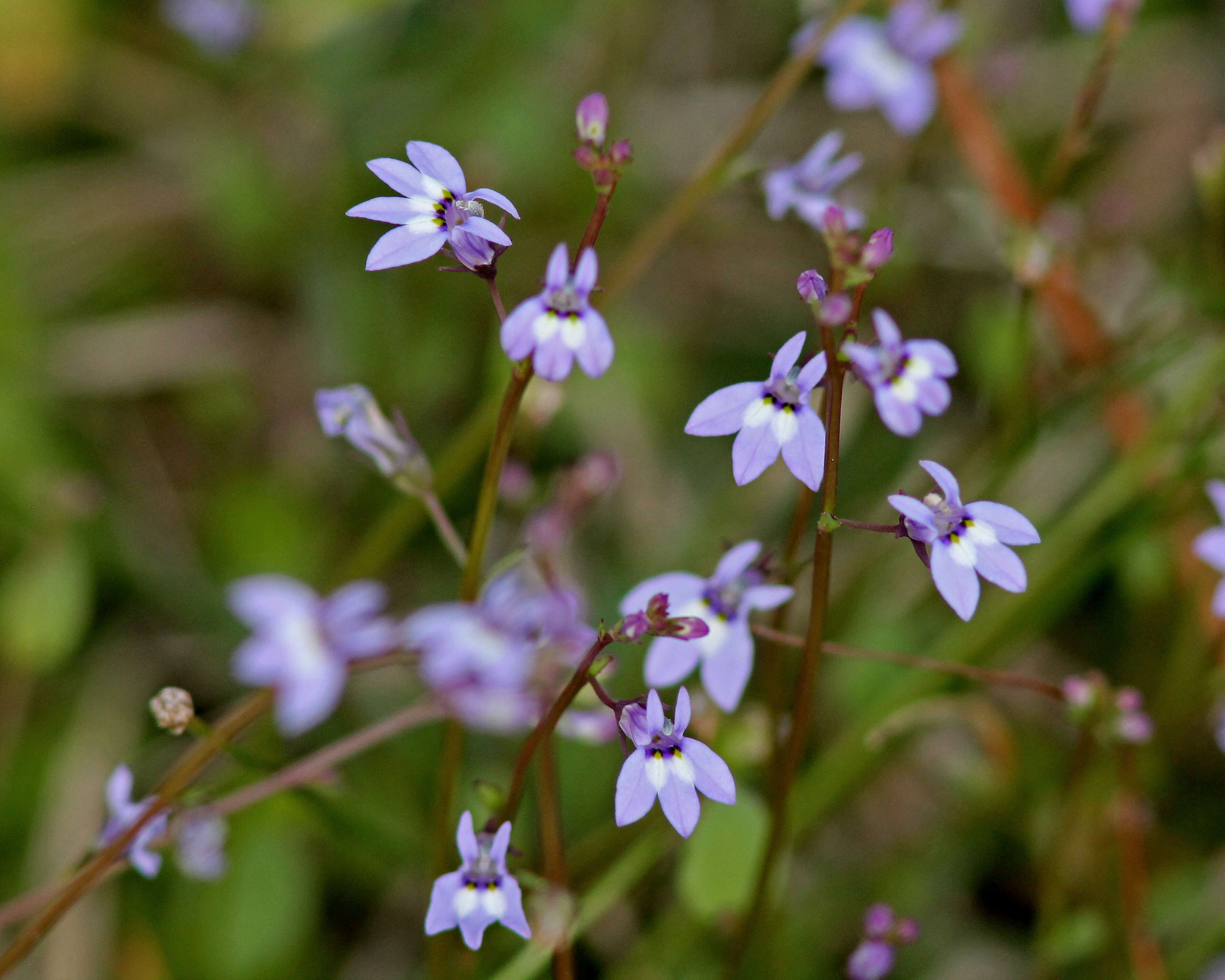 Image de Lobelia feayana A. Gray