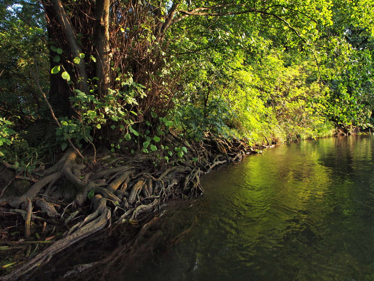 Image of European alder