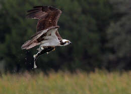 Image of ospreys