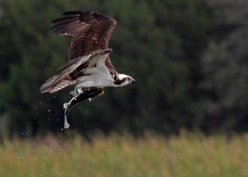 Image of ospreys