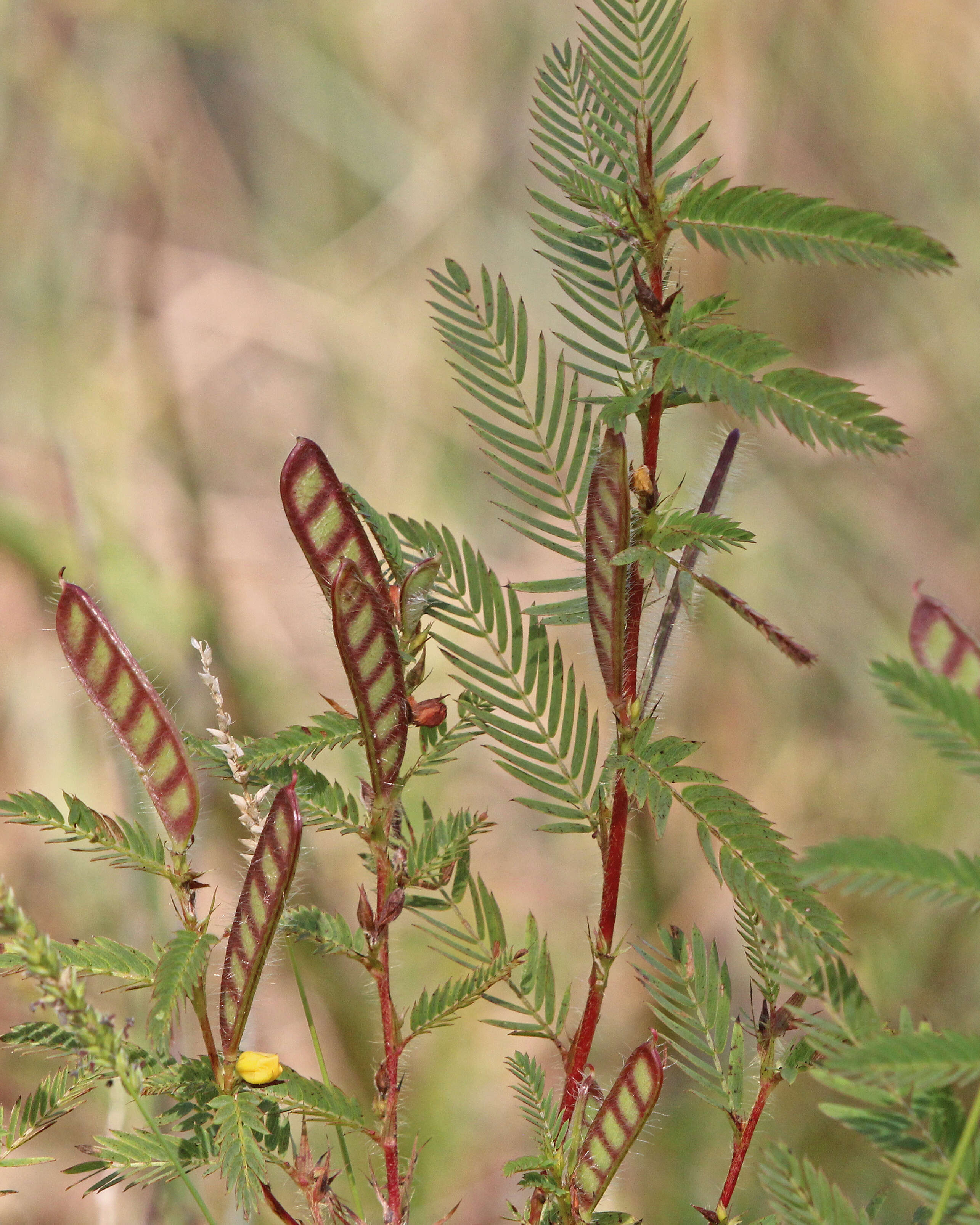 Image de Chamaecrista nictitans (L.) Moench