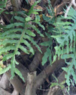 Image of golden polypody