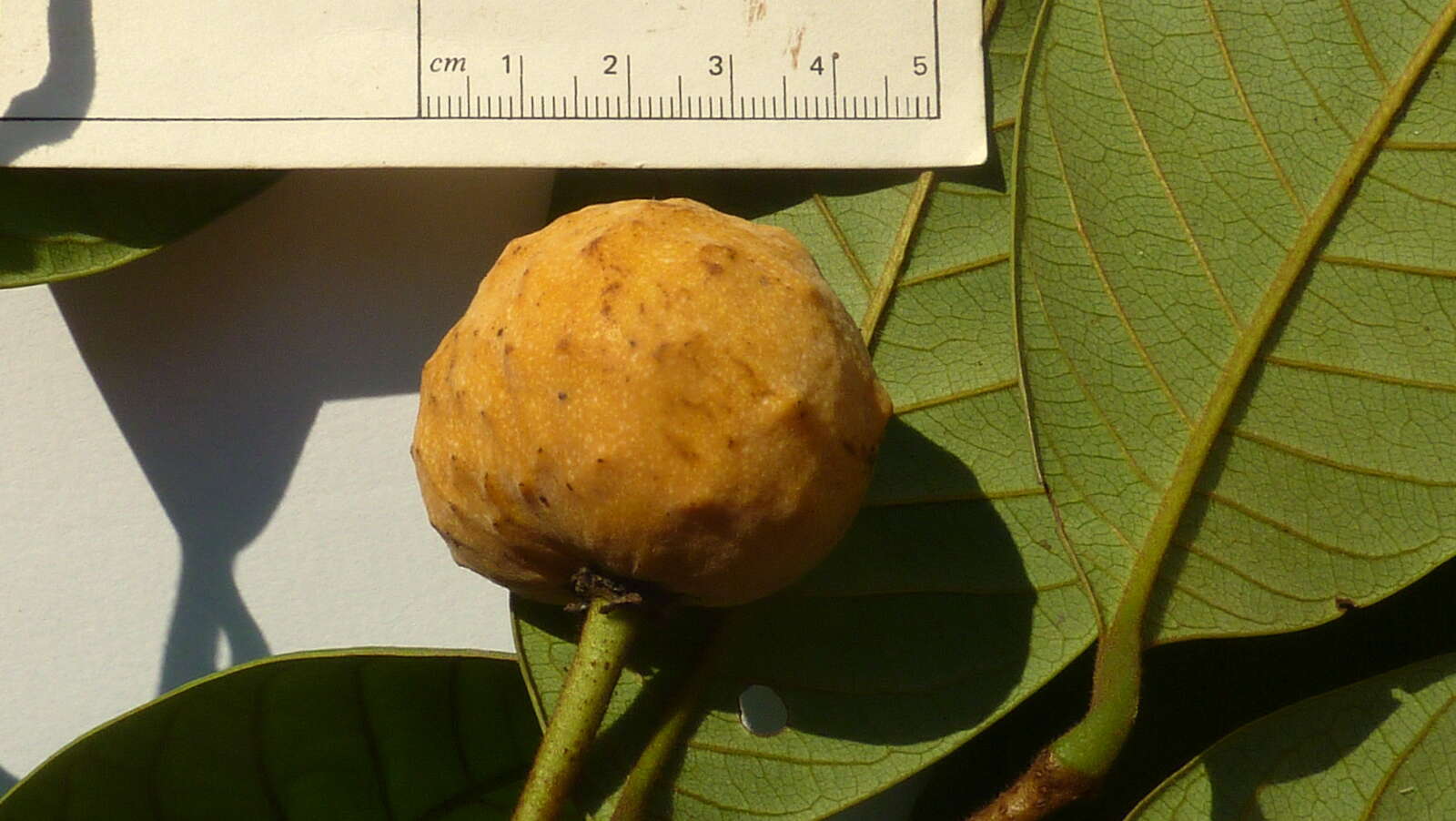 Sivun Annona bahiensis (Maas & Westra) H. Rainer kuva