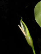 Image of Philodendron microstictum Standl. & L. O. Williams