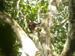 Image of Black-handed Spider Monkey