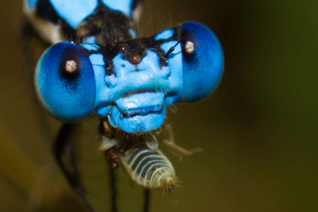 Image of Blue-fronted Dancer