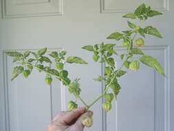 Physalis longifolia Nutt. resmi