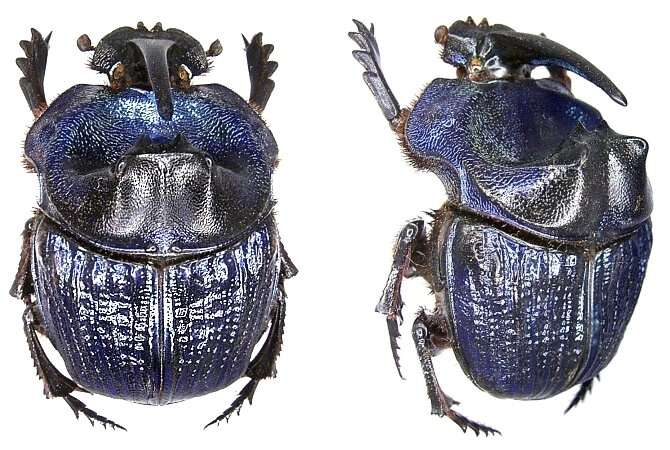 Imagem de Coprophanaeus (Megaphanaeus) lancifer (Linnaeus 1767)