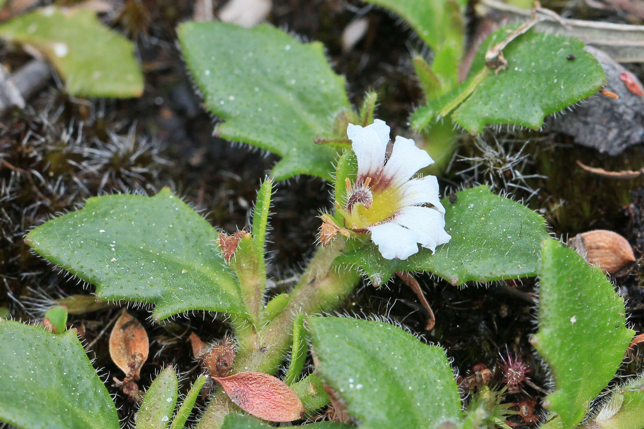 Imagem de Scaevola hookeri (de Vriese) Hook. fil.