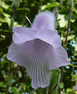 Image of African foxglove