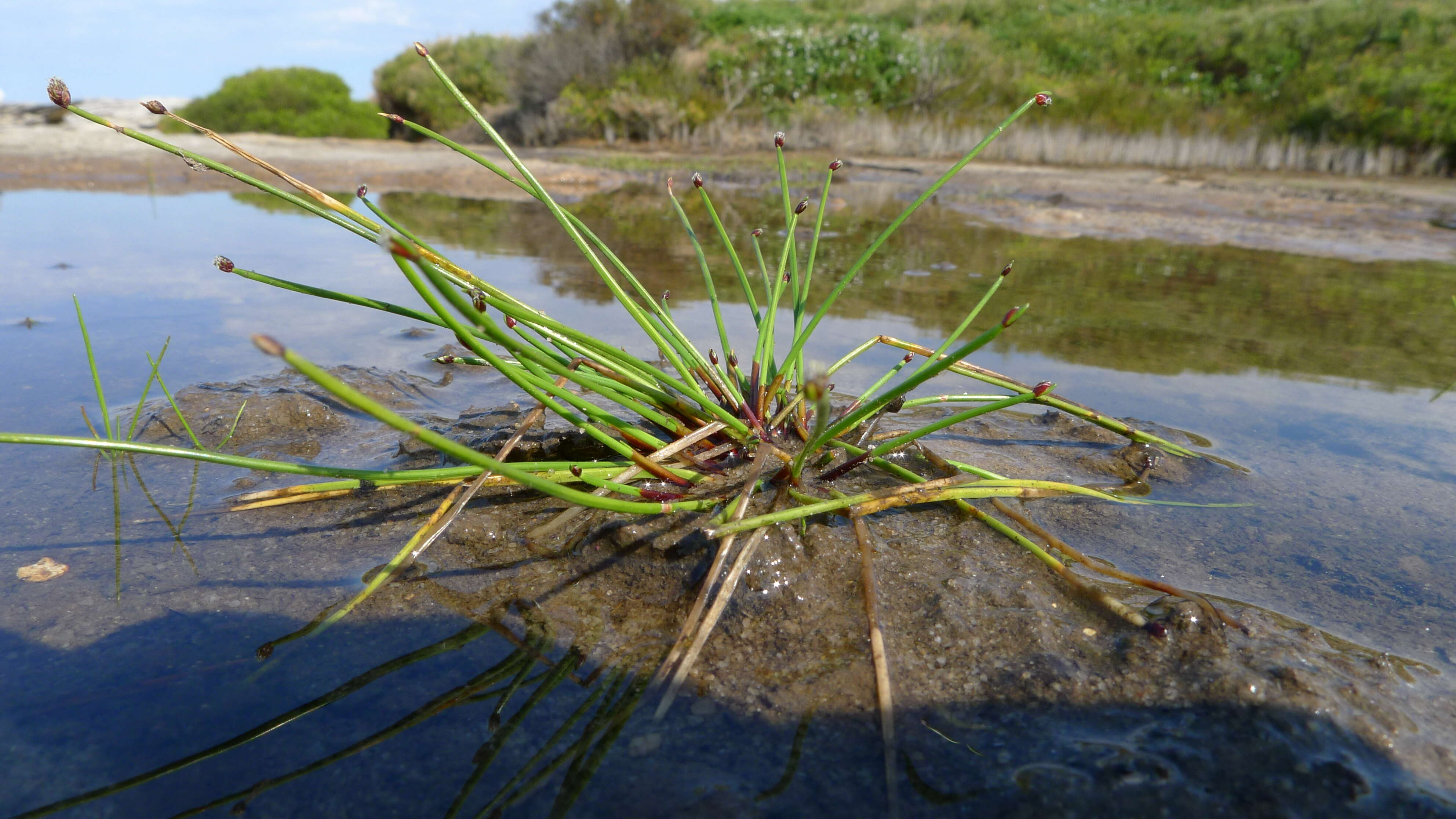 Image of Isolepis producta (C. B. Clarke) K. L. Wilson