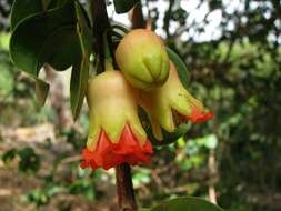 Punica protopunica Balf. fil. resmi