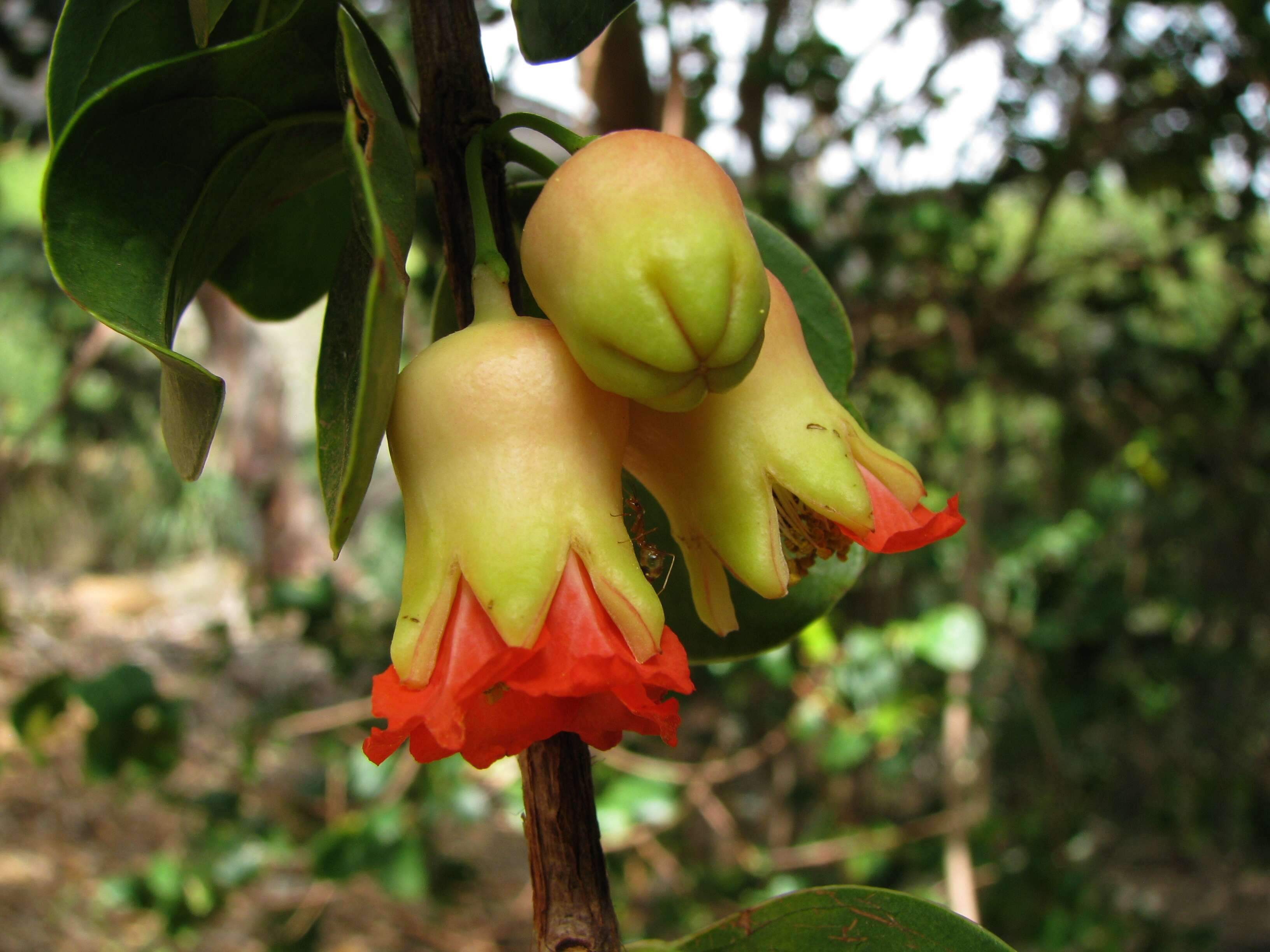 Punica protopunica Balf. fil. resmi