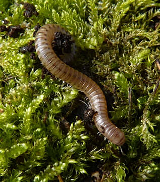 Image of Blunt-tailed Snake Millipede