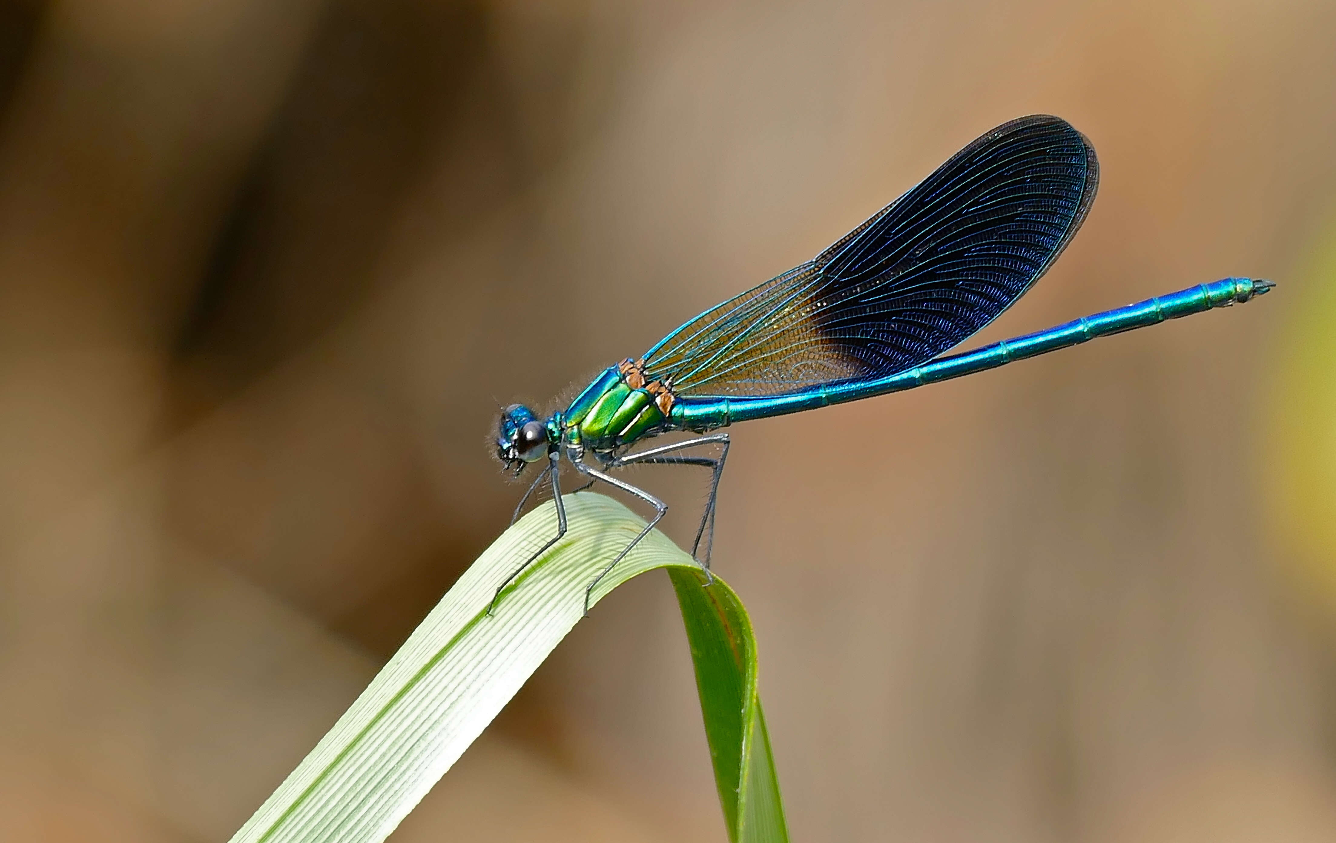 Image of Western Demoiselle