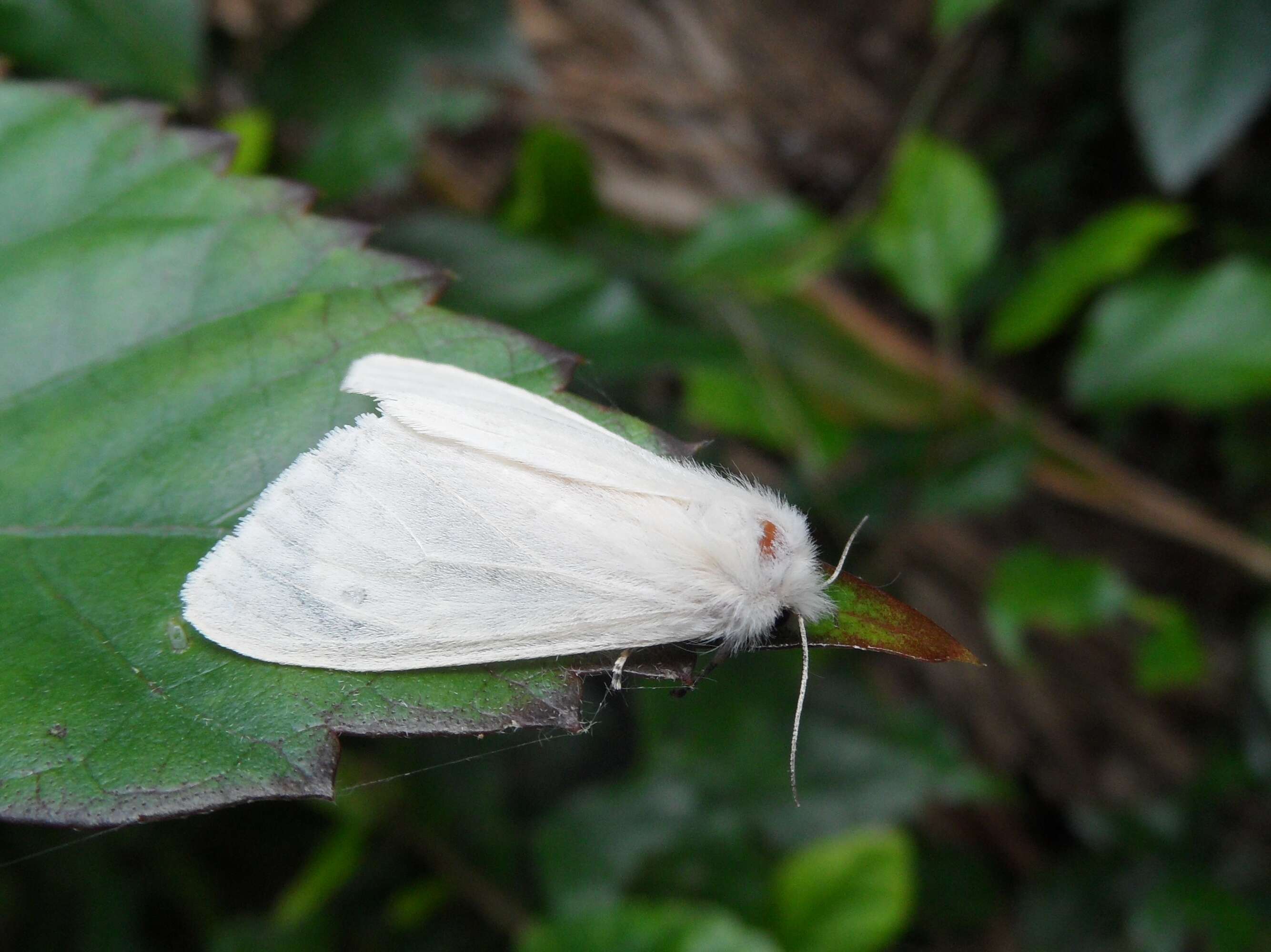 Image of Lemyra inaequalis sakaguchii