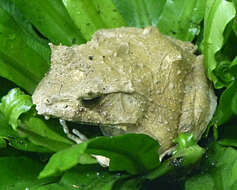 Image of Solomon Islands Leaf Frog