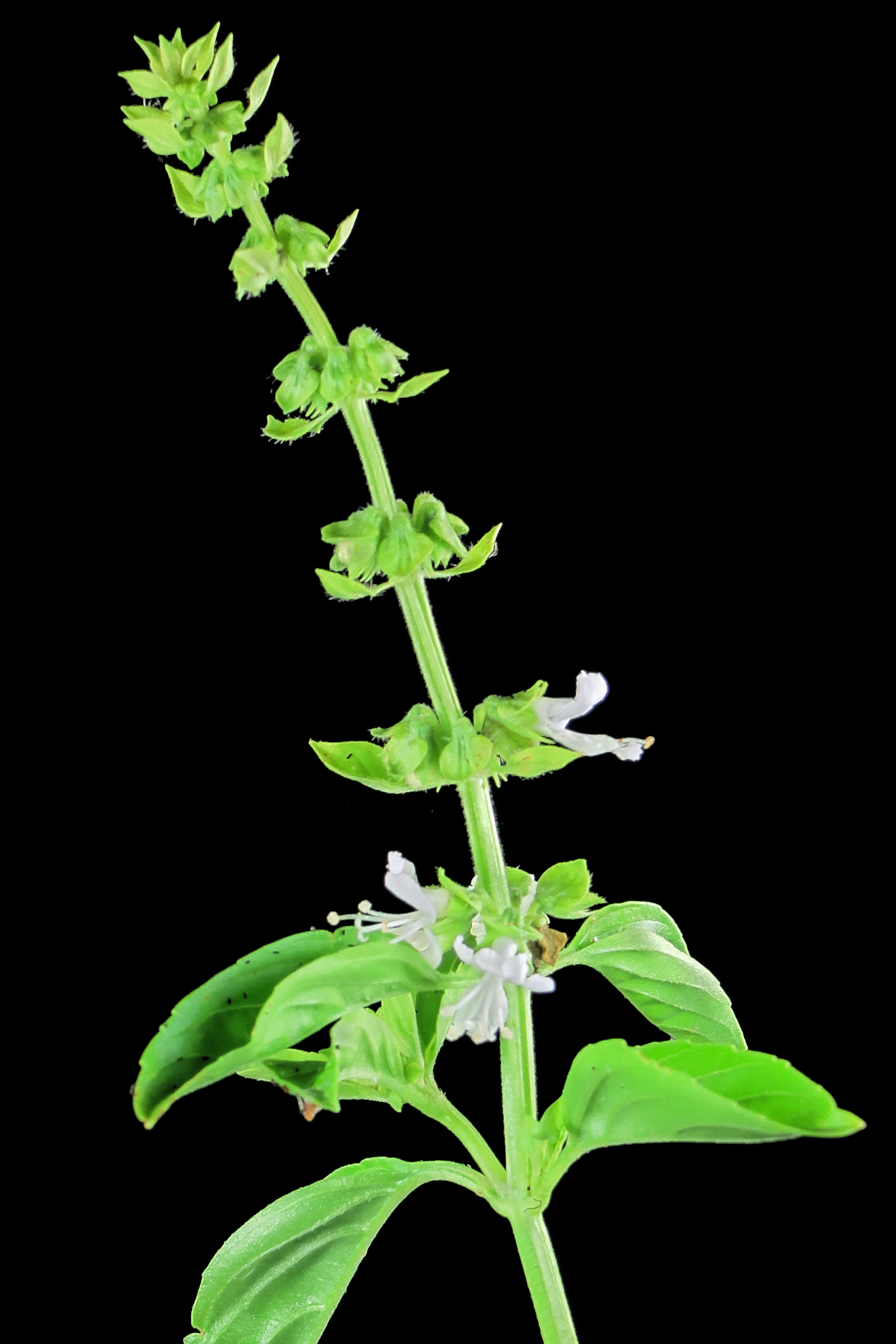 Image of sweet basil