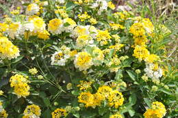 Image of lantana