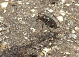 Image of Cicindela (Cicindelidia) trifasciata Fabricius 1781