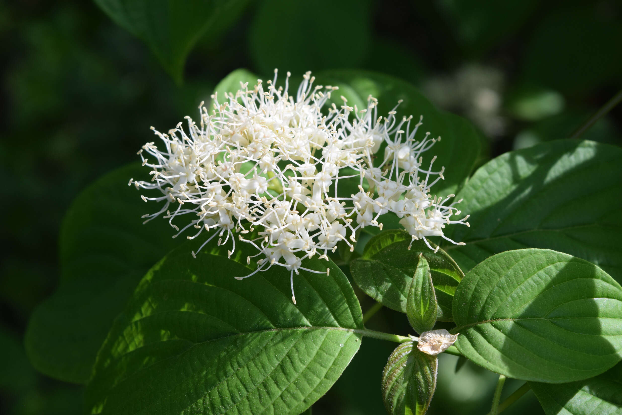 Image of alternateleaf dogwood