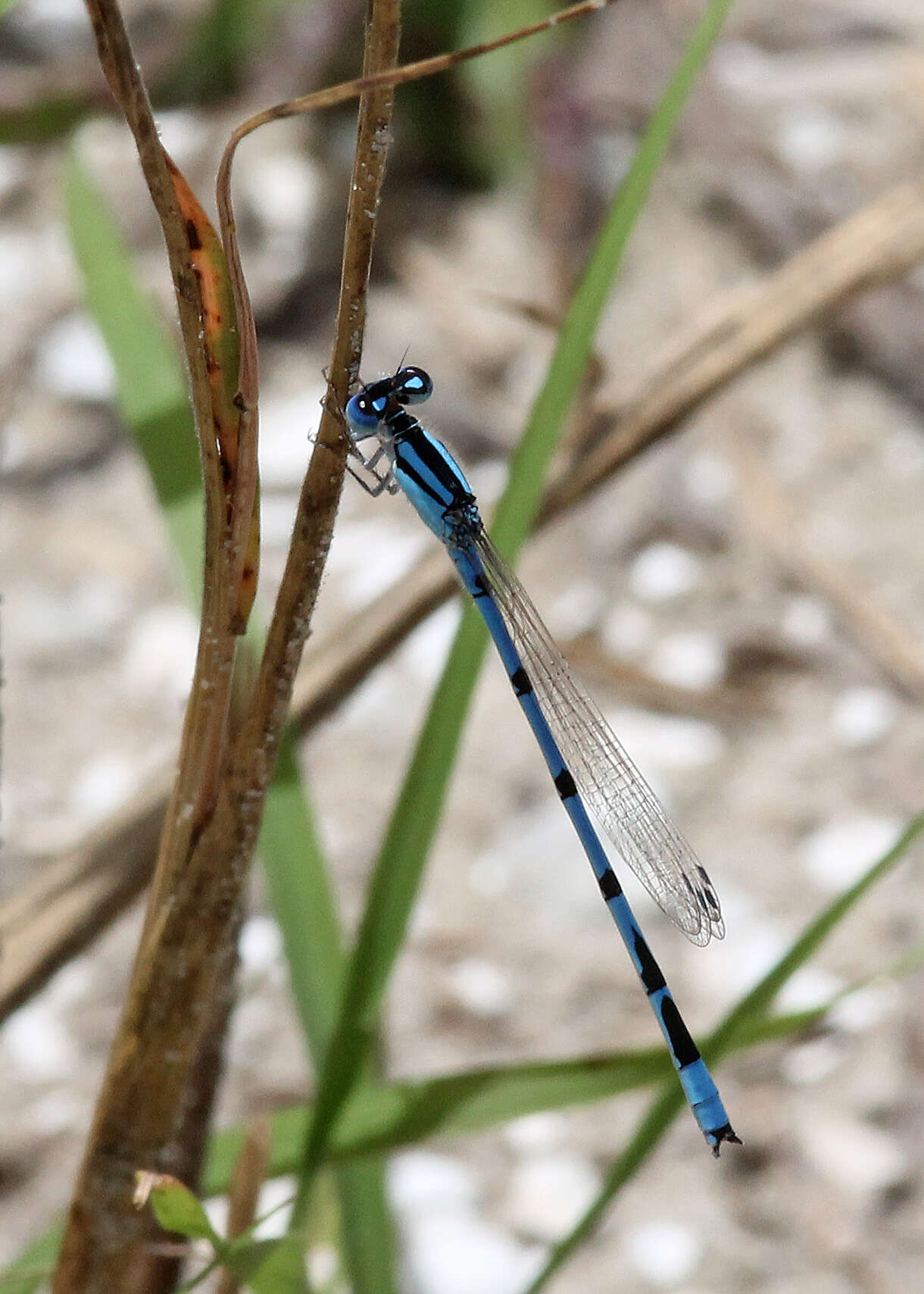 Image of Familiar Bluet