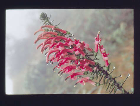 Imagem de Trematolobelia singularis H. St. John