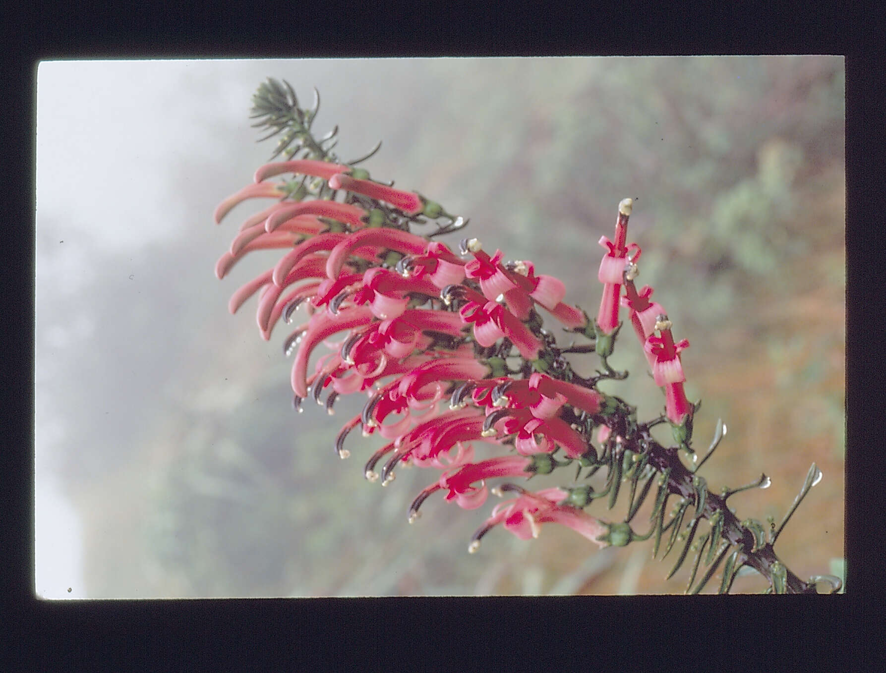 Слика од Trematolobelia singularis H. St. John