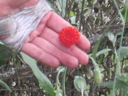 Image of Kleinia abyssinica A. Berger