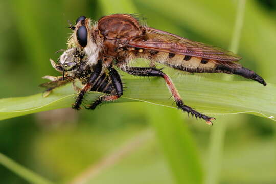 صورة Promachus rufipes (Fabricius 1775)