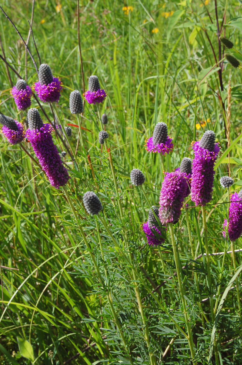 Image of purple prairie clover