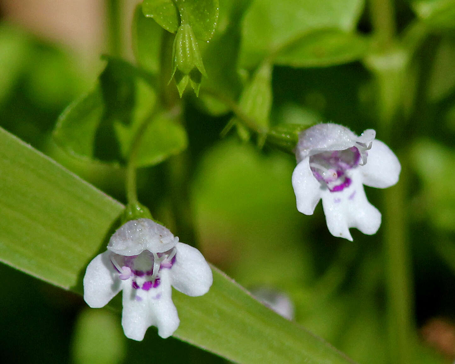 صورة Clinopodium brownei (Sw.) Kuntze