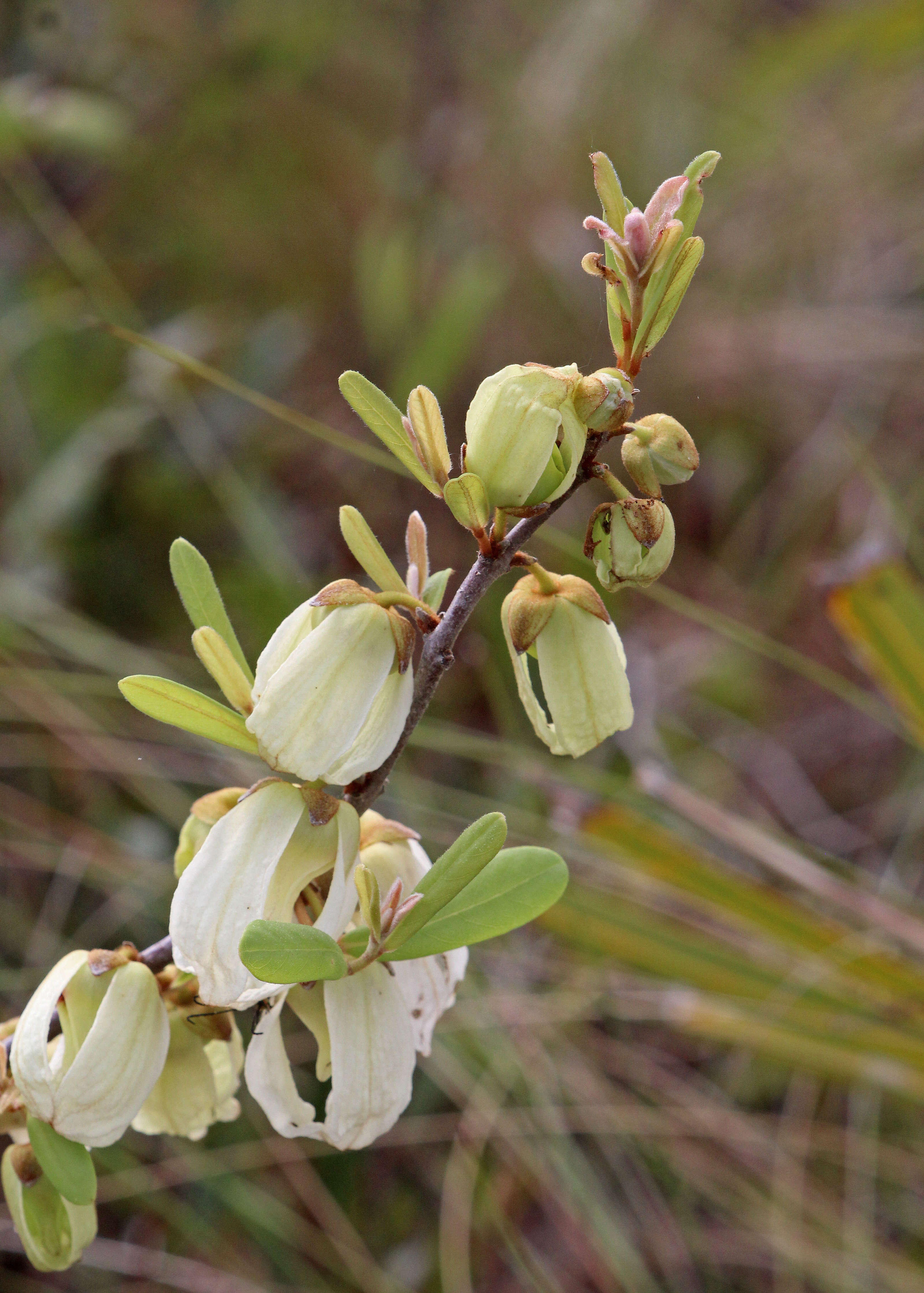 Image of netted pawpaw