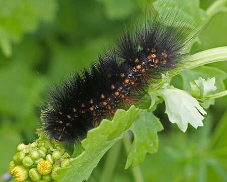 Image of Salt Marsh Moth