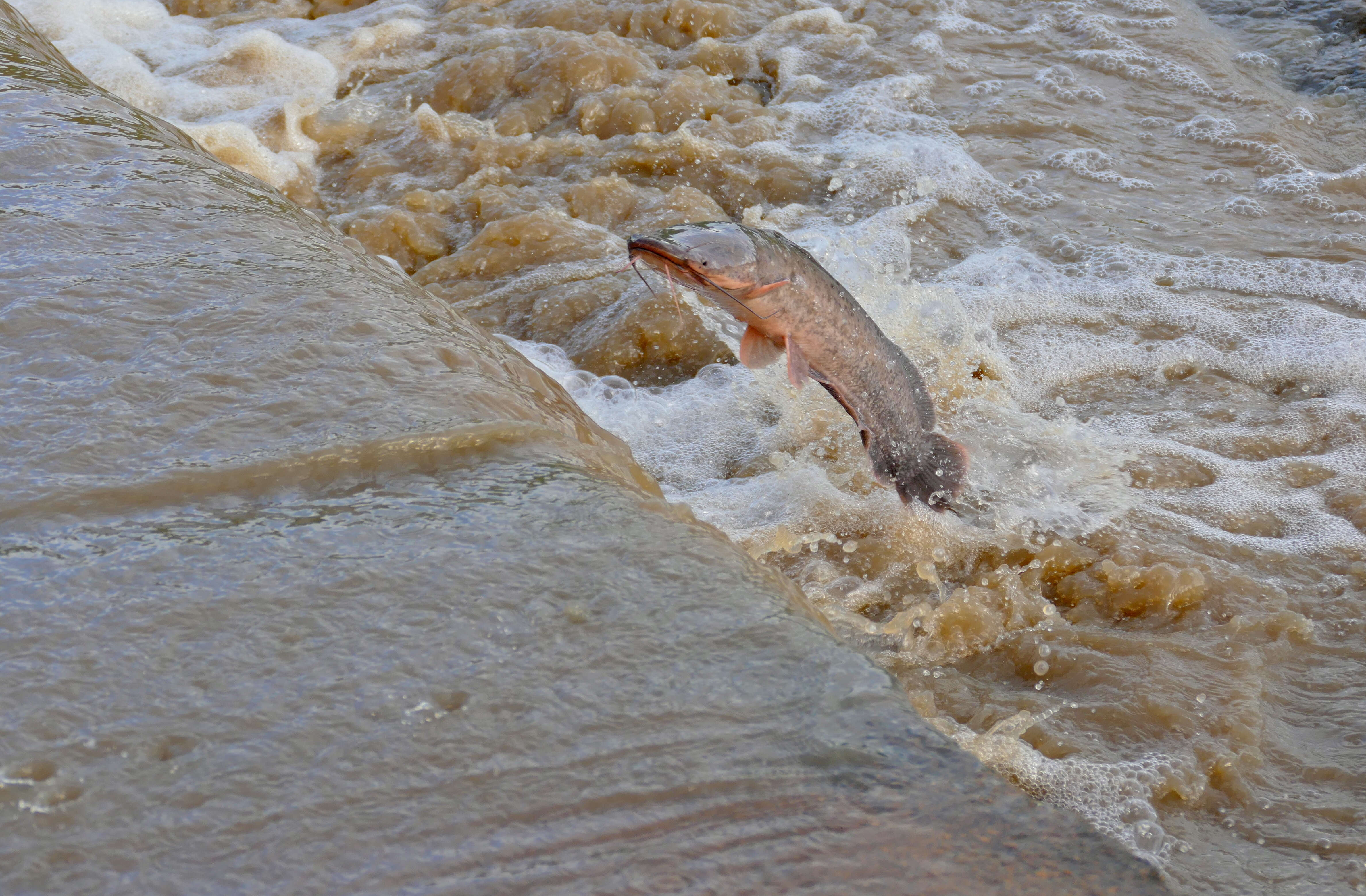 Image of African Catfish