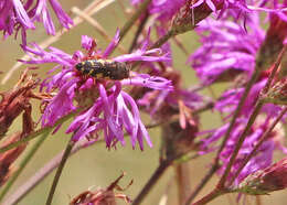 Image of Acmaeodera pulchella (Herbst 1801)