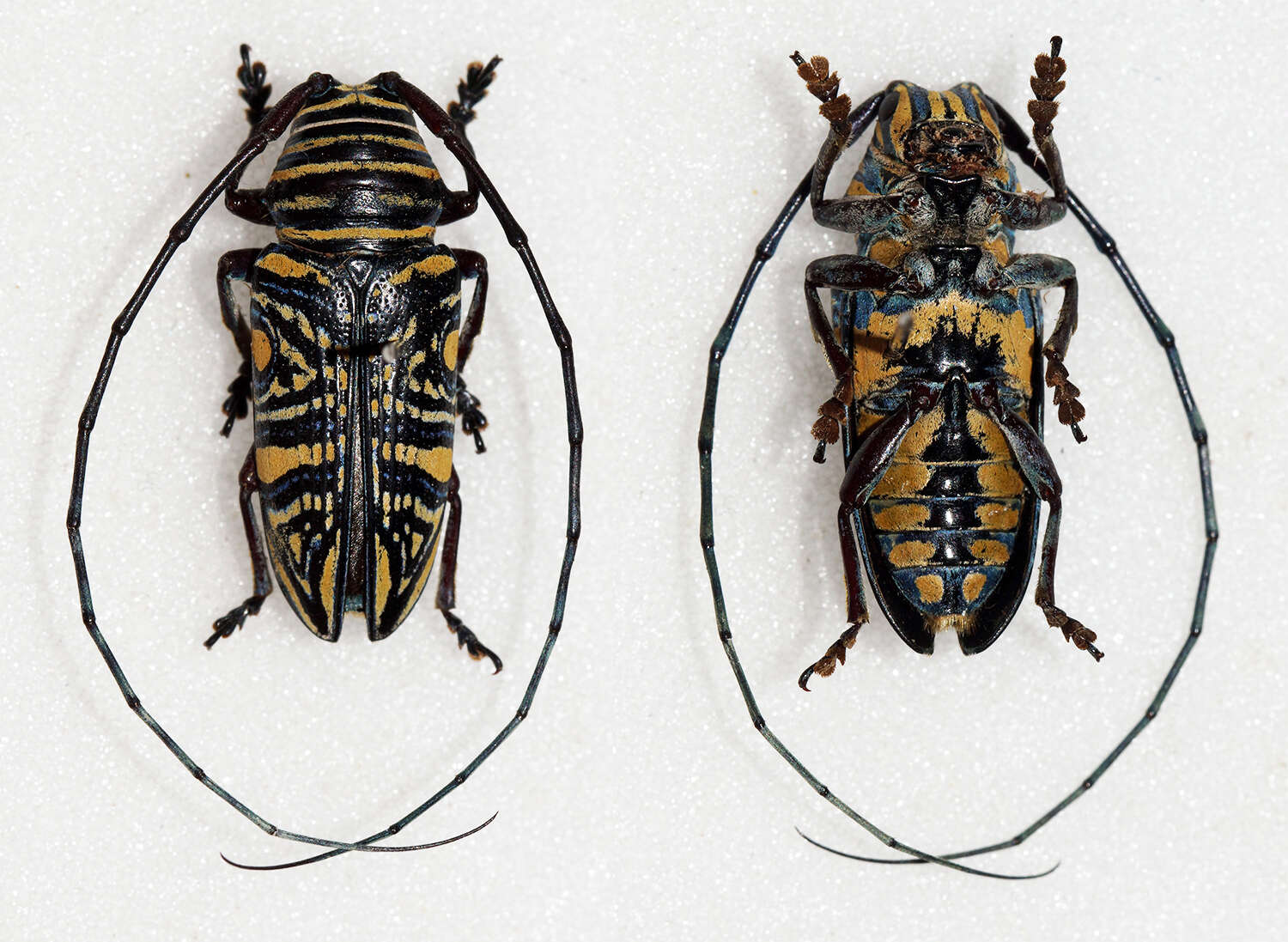 Image of Zographus hieroglyphicus Gerstaecker 1855